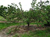 Pechers (prise a Millery, Rhone)